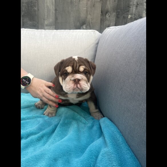 English Bulldog - Both
