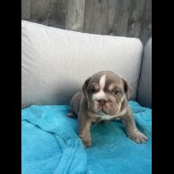 English Bulldog - Both