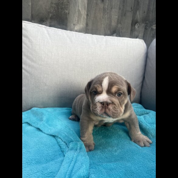 English Bulldog - Both