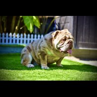 English Bulldog - Both