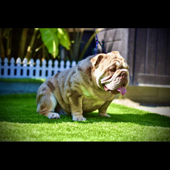 English Bulldog - Both