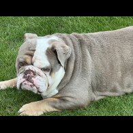 English Bulldog - Both