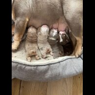English Bulldog - Both