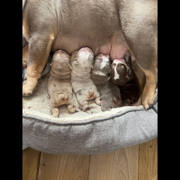 English Bulldog - Both