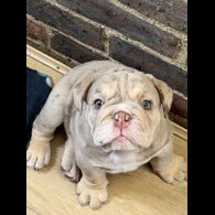 English Bulldog - Both