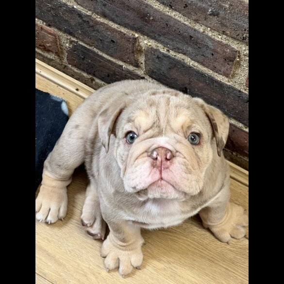 English Bulldog - Both