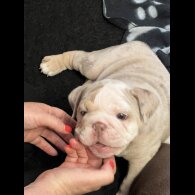 English Bulldog - Both