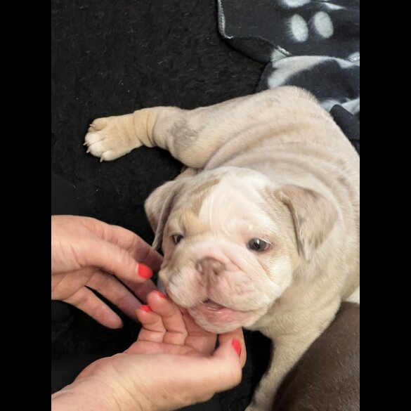 English Bulldog - Both