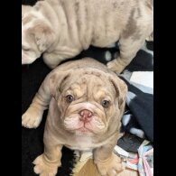 English Bulldog - Both