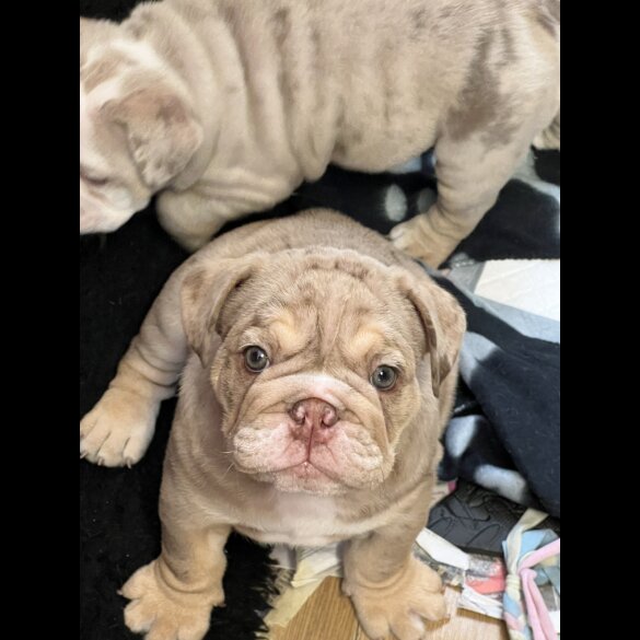 English Bulldog - Both