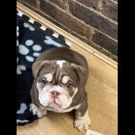 English Bulldog - Both