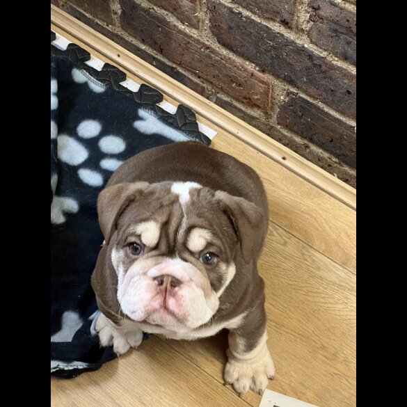 English Bulldog - Both