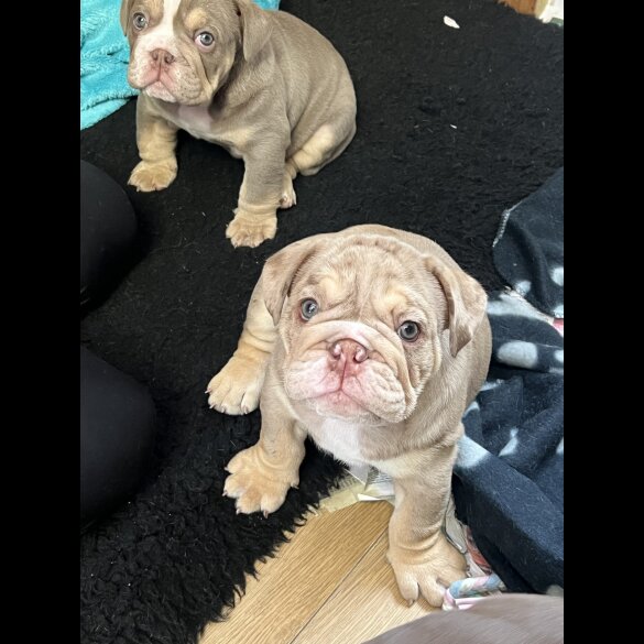 English Bulldog - Both