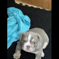English Bulldog - Both