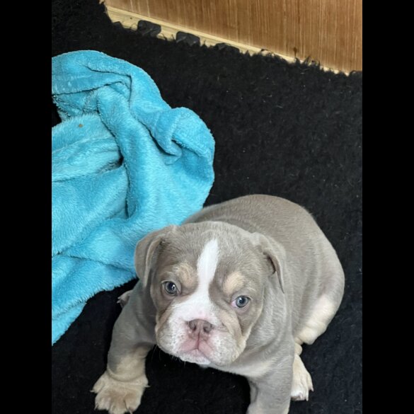 English Bulldog - Both