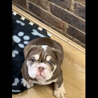 English Bulldog - Both