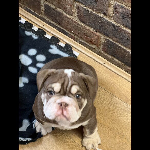 English Bulldog - Both