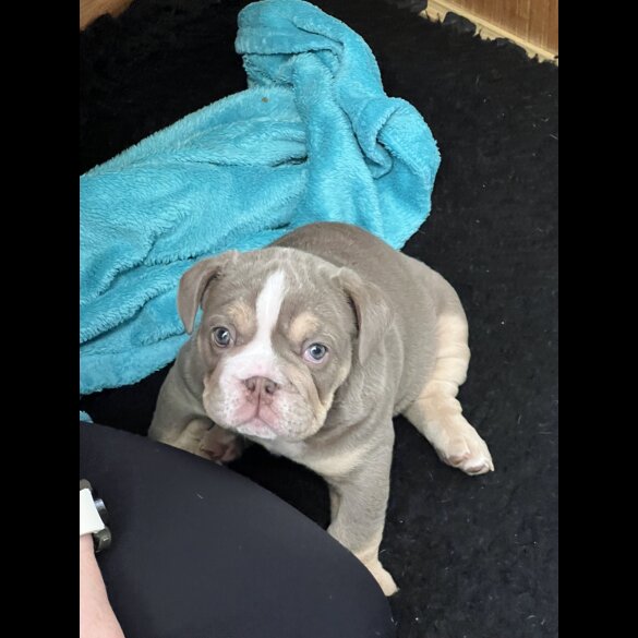 English Bulldog - Both