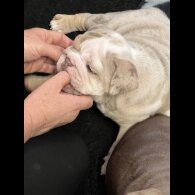 English Bulldog - Both