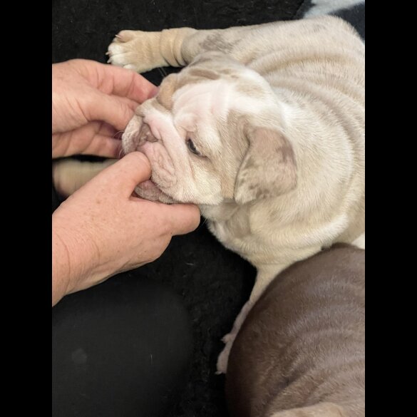 English Bulldog - Both