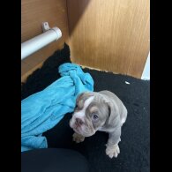 English Bulldog - Both