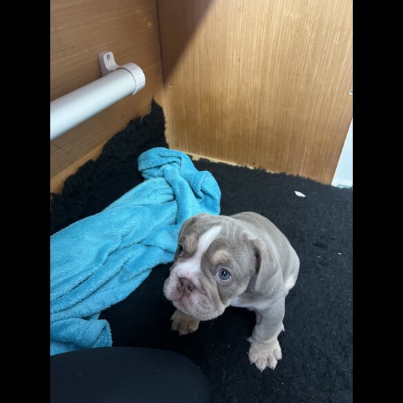 English Bulldog - Both