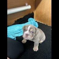 English Bulldog - Both