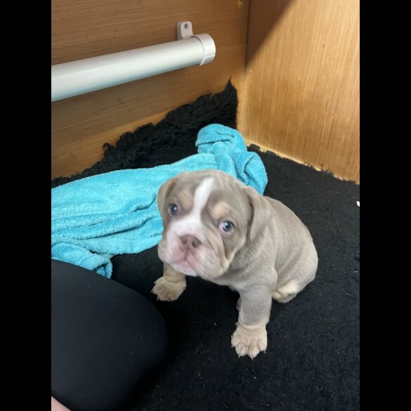 English Bulldog - Both