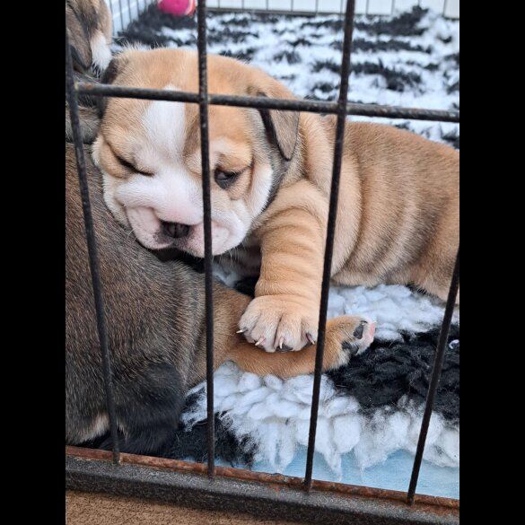 English Bulldog - Both