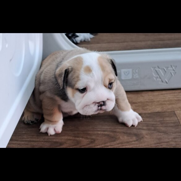 English Bulldog - Both