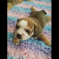 English Bulldog - Both