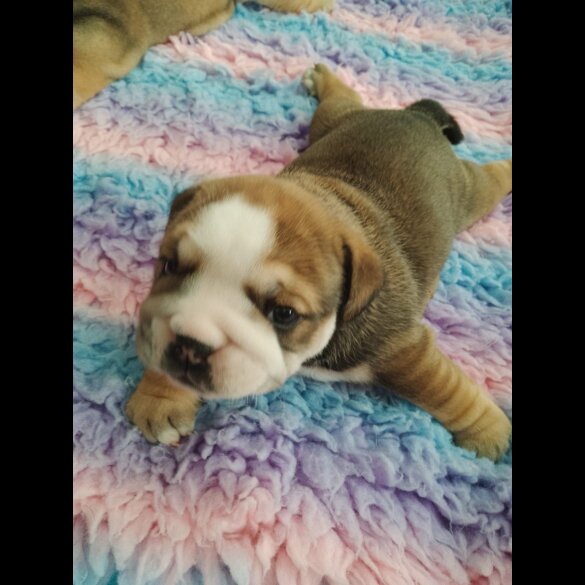 English Bulldog - Both