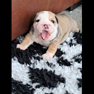 English Bulldog - Both