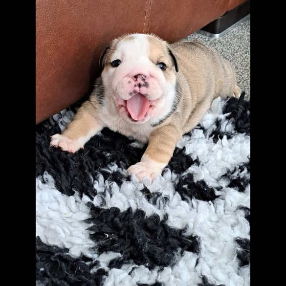English Bulldog - Both
