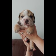 English Bulldog - Both