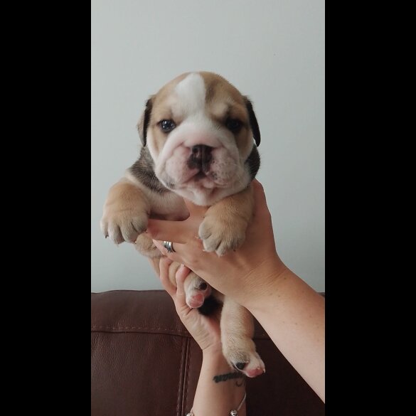 English Bulldog - Both