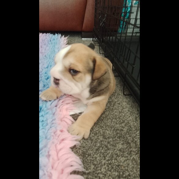 English Bulldog - Both