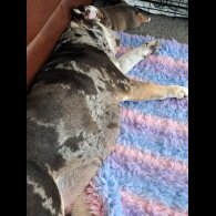 English Bulldog - Both