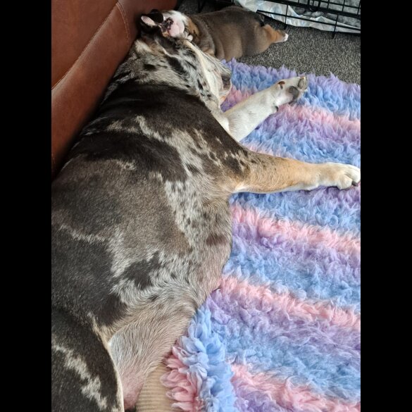 English Bulldog - Both