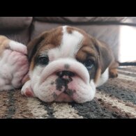 English Bulldog - Bitches