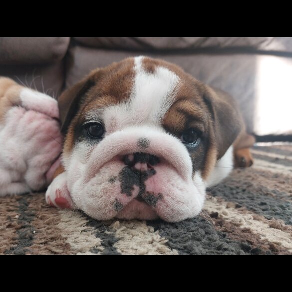 English Bulldog - Bitches