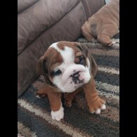English Bulldog - Bitches