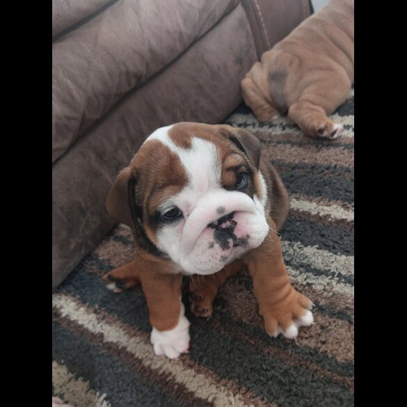 English Bulldog - Bitches