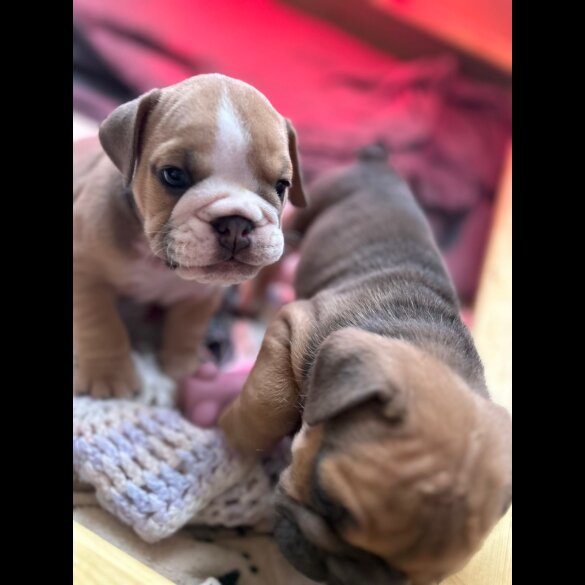 English Bulldog - Both