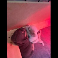 English Bulldog - Both
