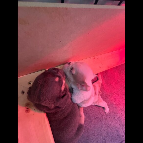 English Bulldog - Both