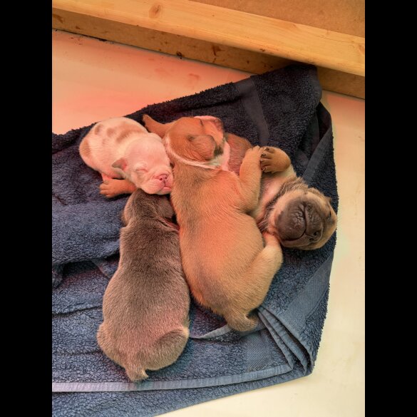 English Bulldog - Both