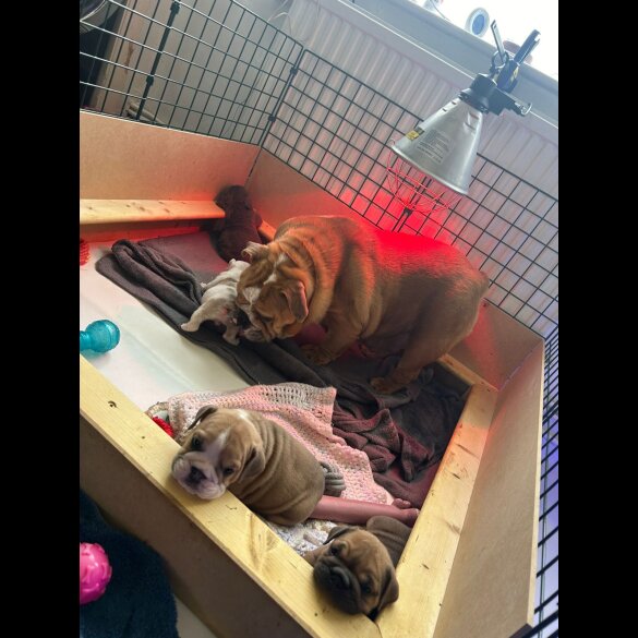 English Bulldog - Both