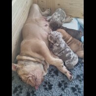 English Bulldog - Both