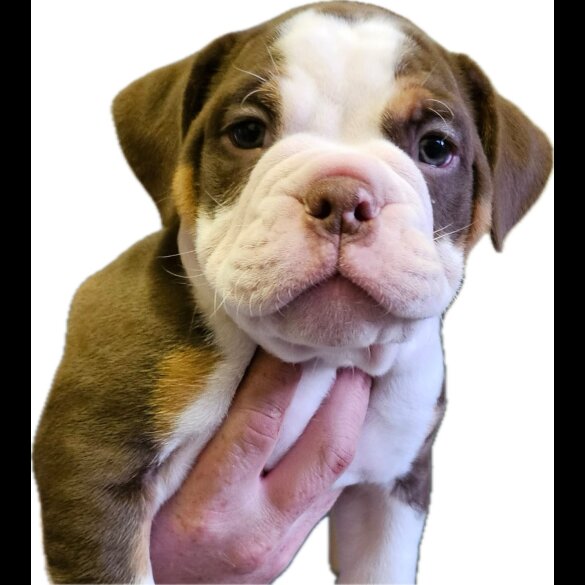 English Bulldog - Both